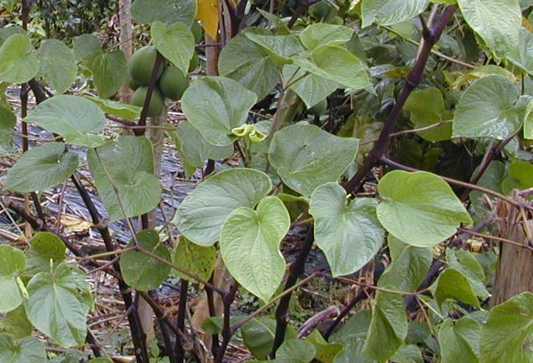 Kava Kava gefährlich oder heilend? PhytoDoc