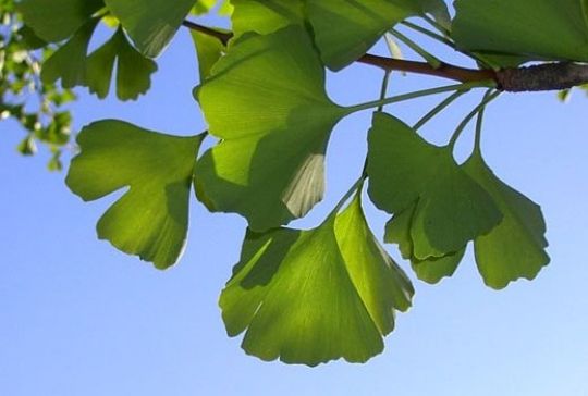 Die Blätter des Ginkgobaumes besitzen großen Wiedererkennungswert.