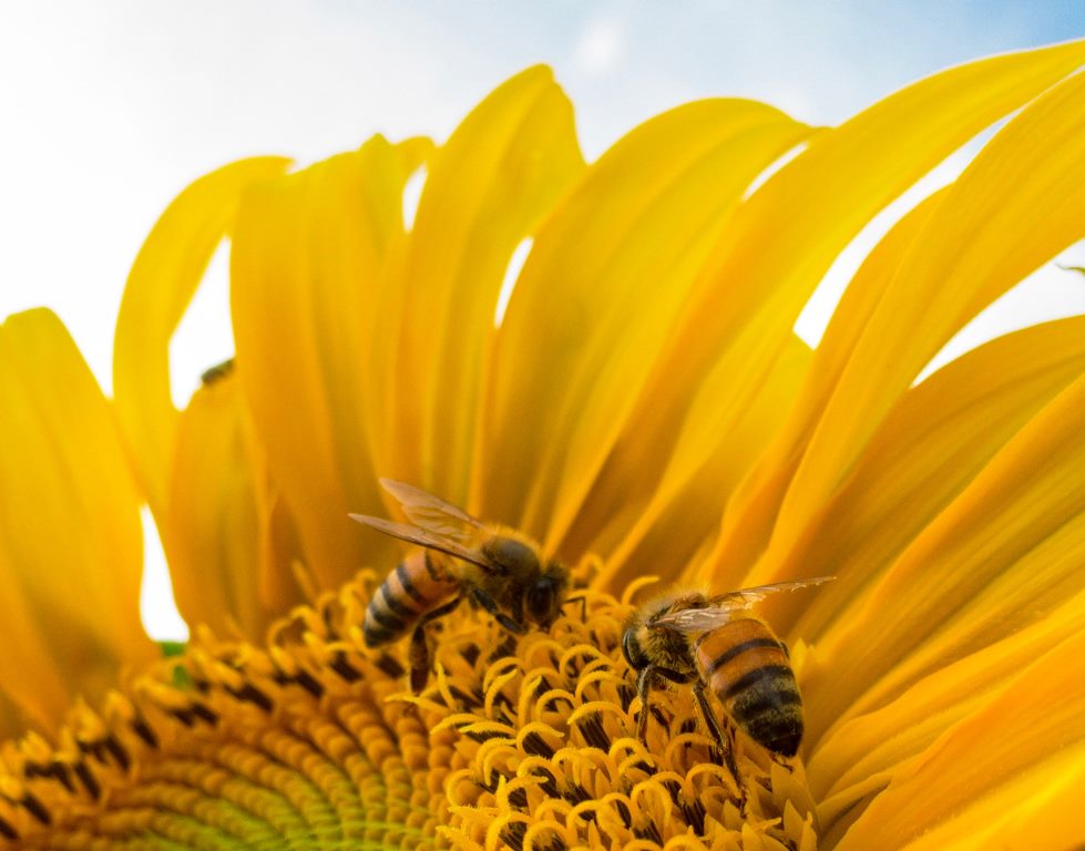 Honigbienen saugen Nektar auf Sonnenblume und sammeln Pollen.