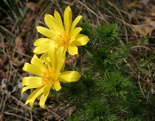 So kräftigt Adonisröschen Ihren Herzmuskel - PhytoDoc