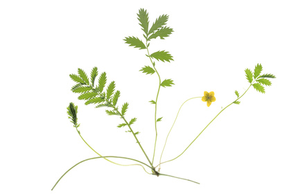Gnsefingerkraut: Wirkung, Anwendung + Tipps - PhytoDoc