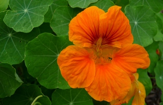 Die Kapuzinerkresse hat antibiotische Wirkung PhytoDoc