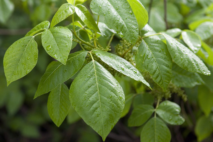 Rhus toxicodendron: Anwendung & Wirkung - PhytoDoc
