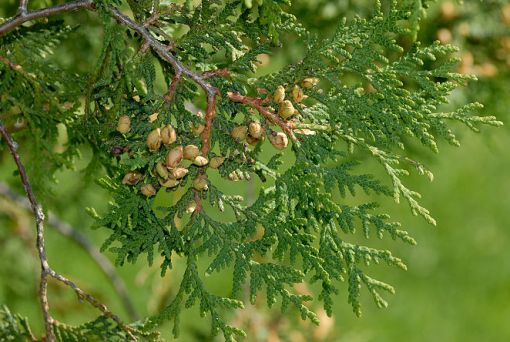 Thuja: Zierbaum mit heilenden Eigenschaften - PhytoDoc
