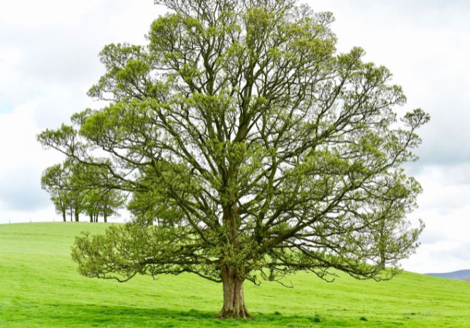Landschaftsfotografie eines stattlichen Walnussbaums