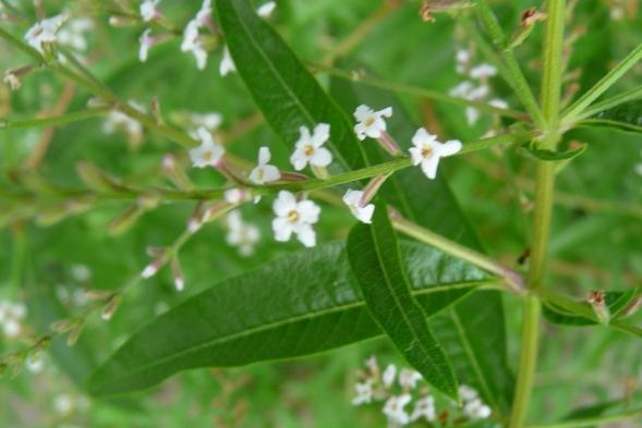Zitronenverbene hat beruhigende und angstlösende Wirkung PhytoDoc
