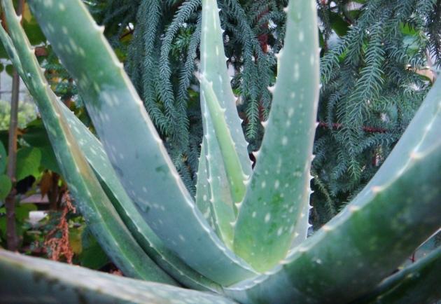 Aloe vera ist ein echtes Wundermittel bei Hautproblemen - PhytoDoc