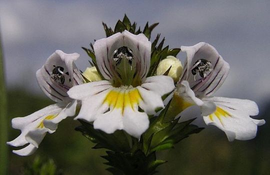 Nahaufnahme einer Augentrostblüte.