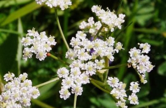 Die Kümmelpflanze hat weiße Blüten.