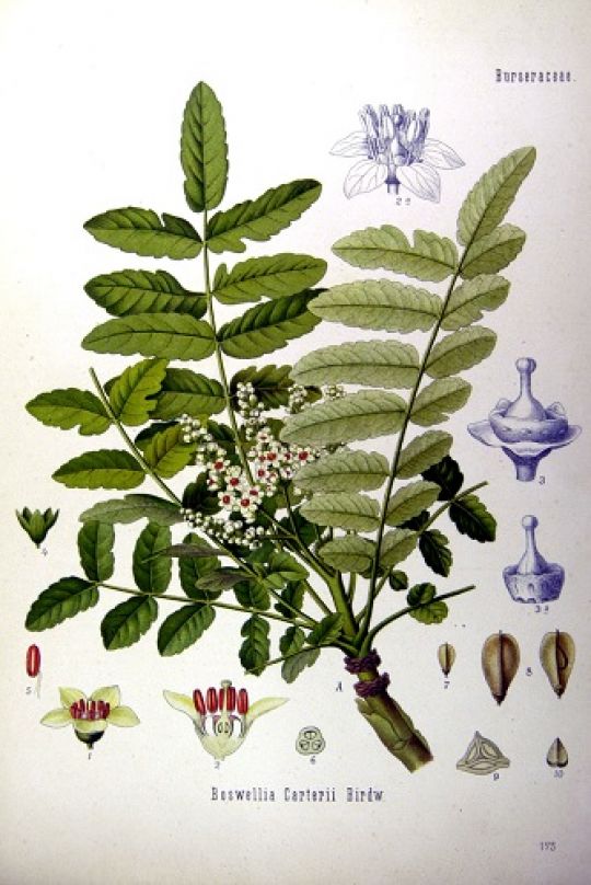 Illustration der Boswellia carterii