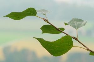 Im Frühjahr fliegen die Pappelsamen durch die Lüfte.