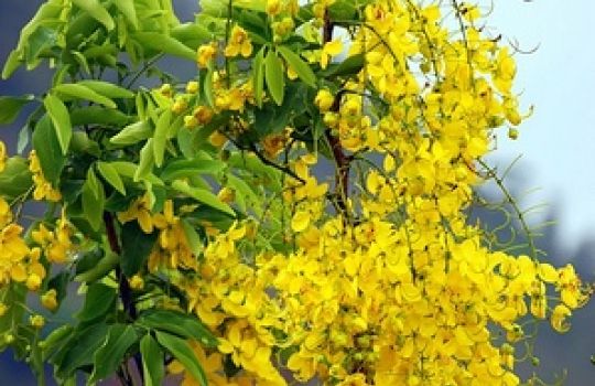 Die gelben Blüten des Sennes blühen prächtig.