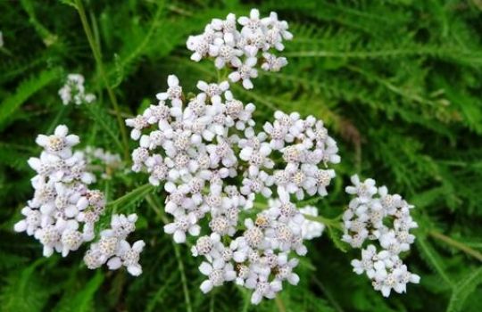 Die weißen Blüten der Schafgarbe besitzen großen Wiedererkennungswert.