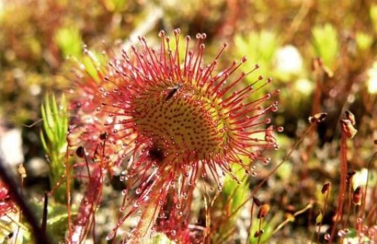 Über Sekrettröpfchen an den beweglichen Drüsenhaaren fängt der Sonnentau kleine Insekten.