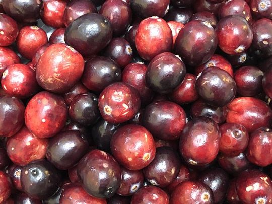 Nahaufnahme Cranberries