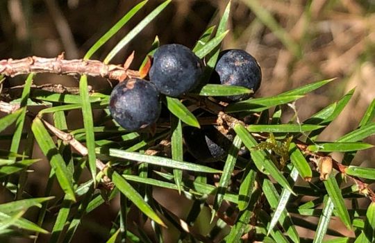 Wacholderbeeren am Strauch