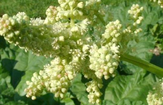 Die grün-weißen Blüten des Rhapontik Rhabarbers wachsen in einer hohen Rispe.