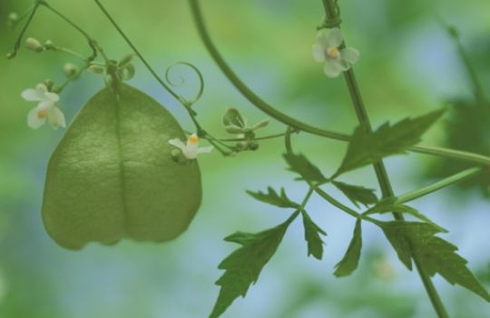 Die Ballonrebe besitzt kleine weiße Blüten.