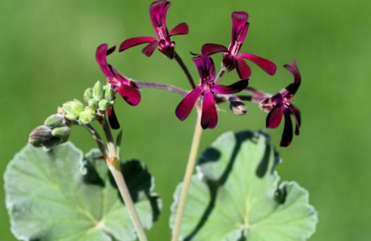 Foto der Blüten einer Kapland-Pelargonie