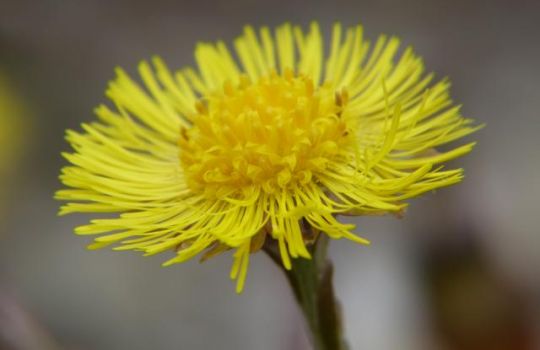 Die gelbe Blüte des Huflattichs ähnelt der des Löwenzahns.