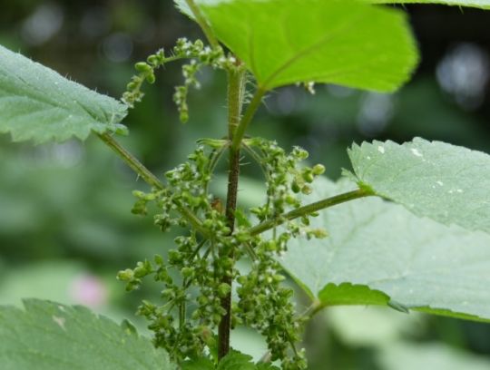 Brennnessel mit weiblichen Brennnesselsamen.