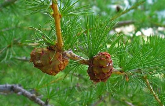 Die Lärche ist ein Nadelbaum mit Zapfen.