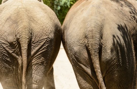 Zwei Elefanten von hinten fotografiert, die keine Analfissur haben.