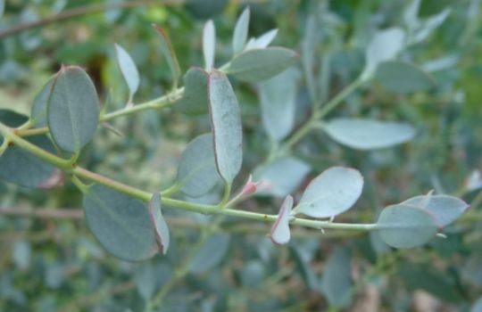 Eukalyptuszweig mit blau-grün bereiften Blättern.