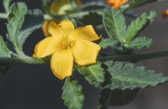 Die Damiana hat kleine gelbe Blüten.