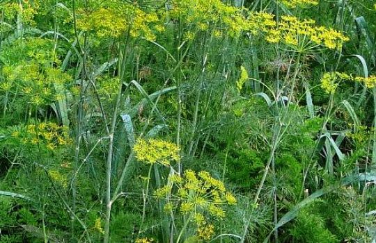 Der Fenchel hat viele kleine gelbe Blüten.