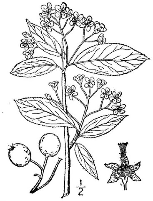 Botnaische Illustration der Aronia