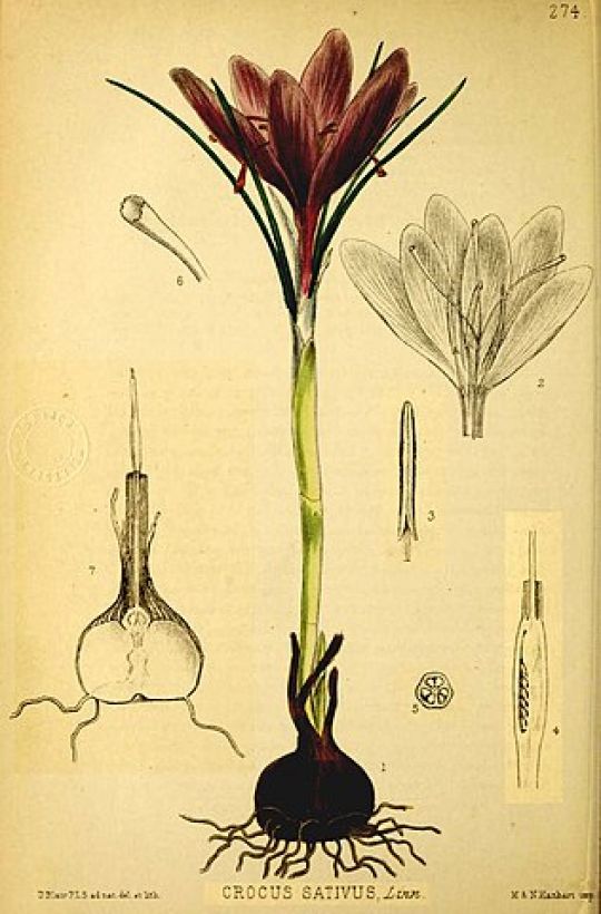 Botanische Illustration des Safrans