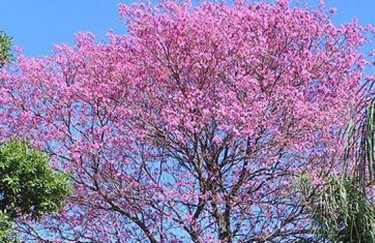 Der lilablühende Lapachobaum erfreut auch das Auge.