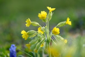 Foto einer Schlüsselblume