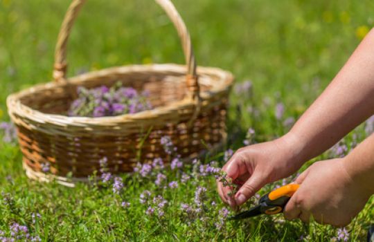 Hände ernten mit Gartenschere Thymian, dahinter ein geflochtener Korb.