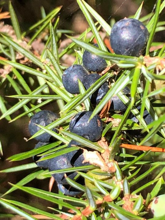 Nahaufnahme von Wacholderbeeren am Strauch