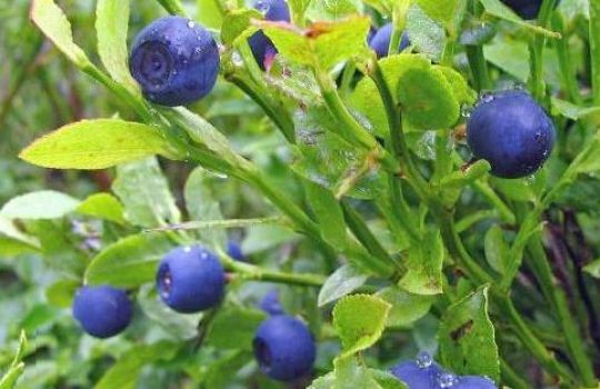 Die kleinen blauen Beeren schmecken neben ihrer heilenden Wirkung auch noch.