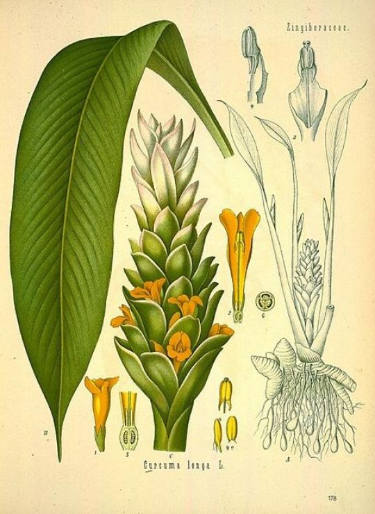 Illustration einer Gelbwurzpflanze von 1887. © H.A. Köhler