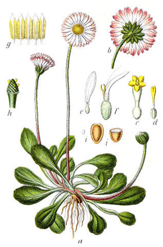 Botanische Illustration des Gänseblümchens von J. G. Sturm, Deutschlands Flora in Abbildungen