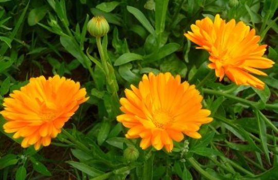 Die orangefarbene Blüte der Ringelblume wird aufgrund ihrer auffallenden Farbe oft Tees zugemischt.
