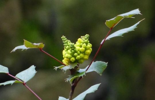 Die Mahoniepflanze hat kleine Beeren.