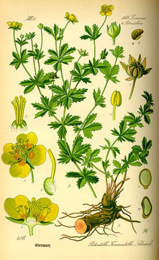 Illustration der Blutwurz, in: Wilhelm Thomé Flora von Deutschland, Österreich und der Schweiz, 1885.