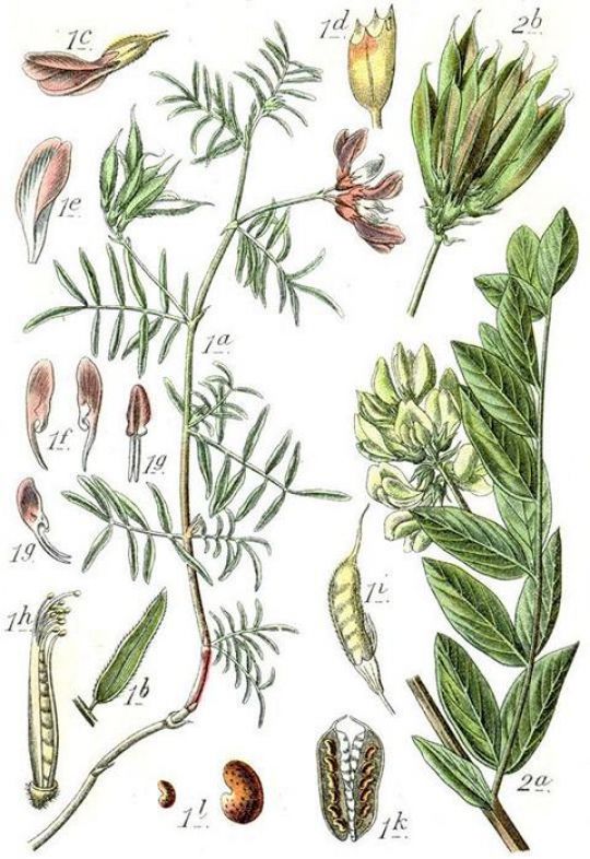 Illustration des Astragalus membranaceus.