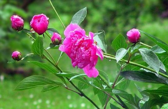 Durch ihre knallig-pinke Farbe sticht die Pfingstrose mit ihren großen Blüten heraus.