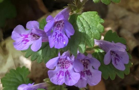 Gundermannblüte mit großen lila Blüten.