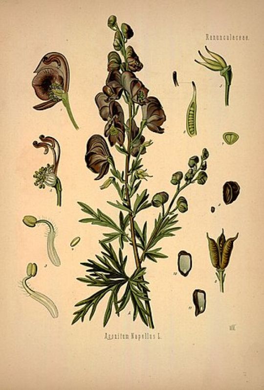 Botanische Illustration des Blauen Eisenhuts