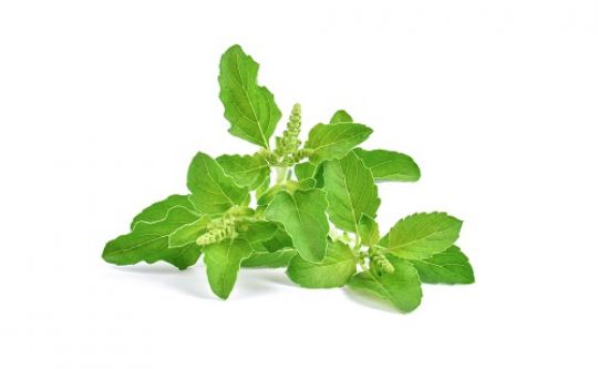 Tulsi, heiliges Basilikum