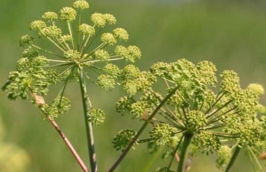 Nahaufnahme einer Engelwurzblüte.