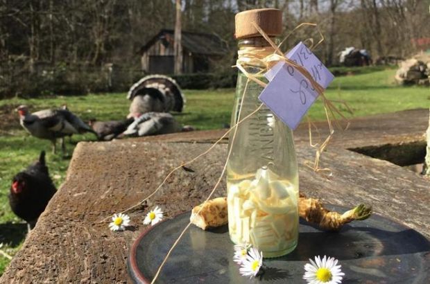 Meerrettichtinktur auf einem Holztisch, im Hintergrund Hühner.