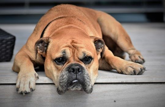 Müde Bulldogge